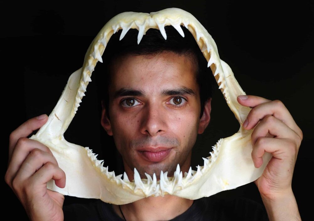 Shark Teeth vs. Human Teeth: A Jaw-Dropping Comparison